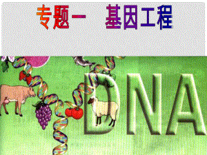 江蘇省宿遷市馬陵中學高考生物專題復習 DNA基本工具重組技術(shù)的課件