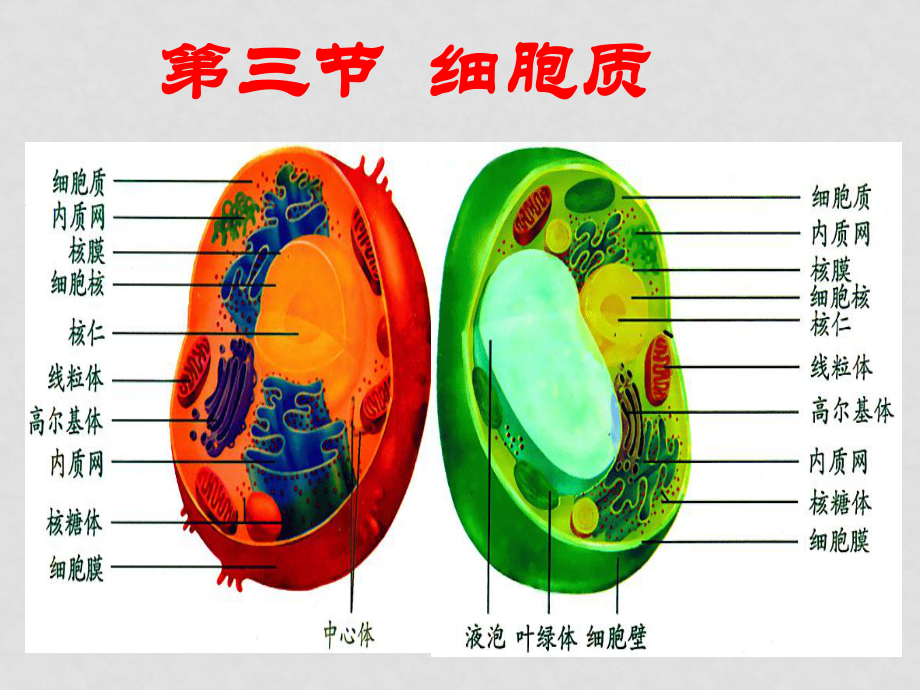 高一生物細(xì)胞質(zhì) 課件必修一_第1頁