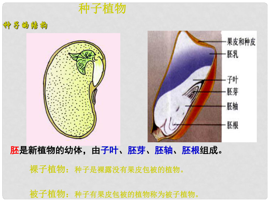 七年級(jí)生物上冊(cè) 第二章 第一節(jié) 種子的萌發(fā)課件 新人教版_第1頁(yè)