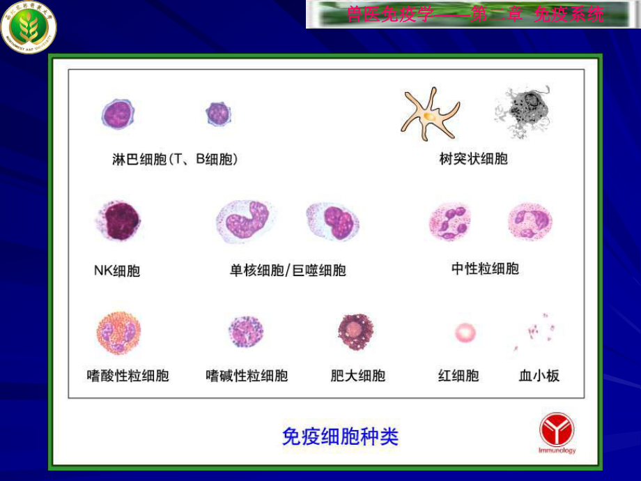 高校课件,细胞生物学第二章免疫细胞_第1页