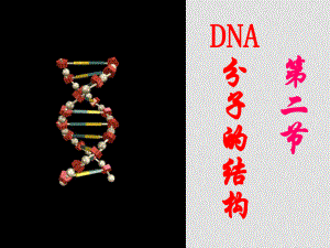 高中生物DNA分子的結構 課件人教版必修二