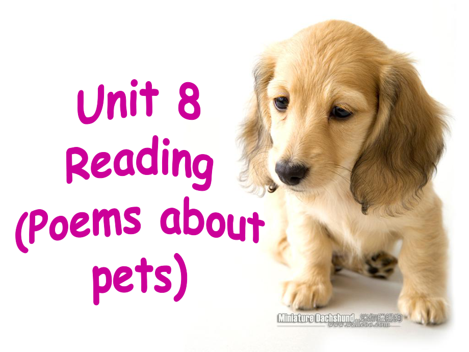 江蘇省永豐初級(jí)中學(xué)七年級(jí)英語(yǔ)下冊(cè) Unit 8 Pets Reading 2課件 （新版）牛津版_第1頁(yè)