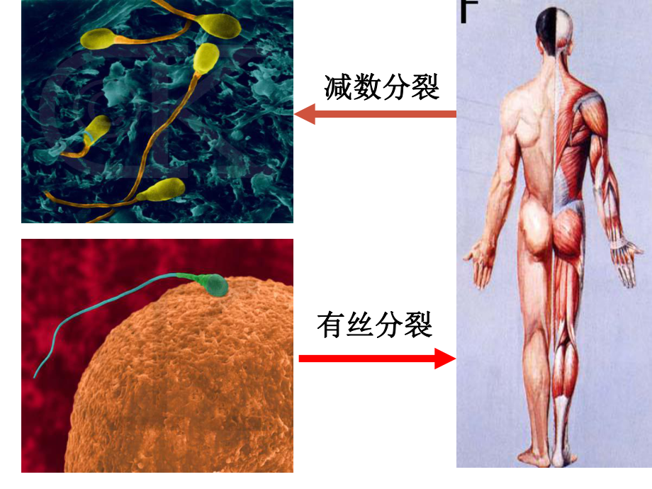 高考生物復習 有絲分裂和減數分裂 ppt_第1頁