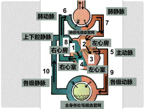 七年級生物下冊 第三章 第三節(jié) 物質(zhì)運(yùn)輸?shù)耐緩秸n件 濟(jì)南版