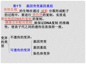 高中生物必修2 基因突變基因重組課件