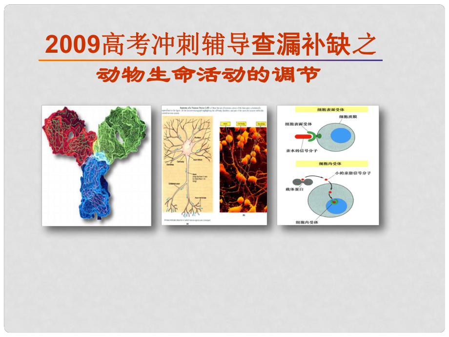 高三生物高考沖刺輔導查漏補缺之 動物生命活動的調節(jié)課件_第1頁