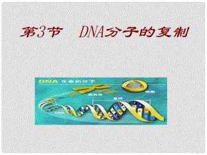 高中生物必修2 DNA的復(fù)制課件