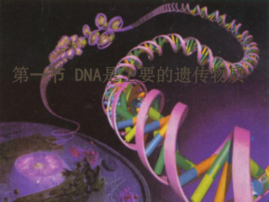 高一生物必修2 DNA是主要的遺傳物質(zhì)2課件_第1頁