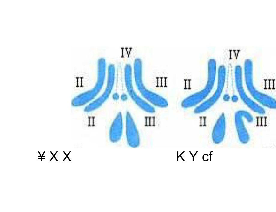 染色体组的理解与判断_第1页