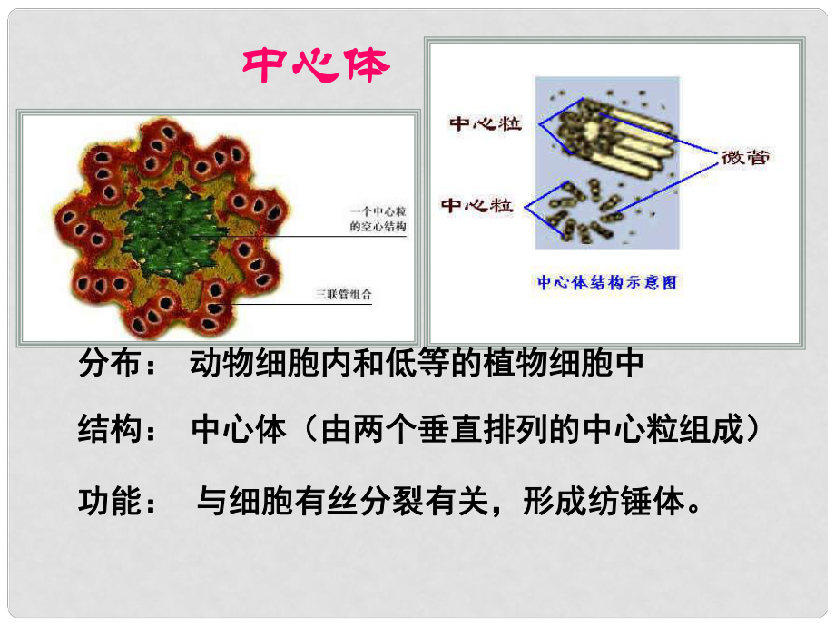 高中生物 第三章 第三節(jié) 細(xì)胞核課件 新人教版必修1_第1頁