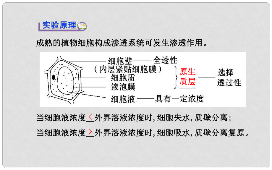 高考生物二轮收尾细致复习第4章实验植物细胞的吸水和失水课件新人教