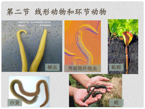 廣東省東莞市萬江區(qū)華江初級中學(xué)八年級生物上冊 線形動物和環(huán)節(jié)動物課件 （新版）新人教版