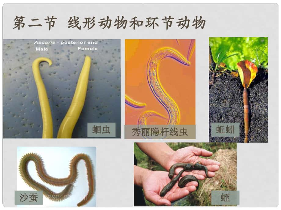 廣東省東莞市萬江區(qū)華江初級中學八年級生物上冊 線形動物和環(huán)節(jié)動物課件 （新版）新人教版_第1頁