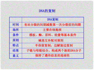 高考生物大一輪復(fù)習(xí) 知識點(diǎn) DNA的復(fù)制課件