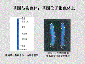 高一生物必修2 基因是由遺傳效應(yīng) ppt