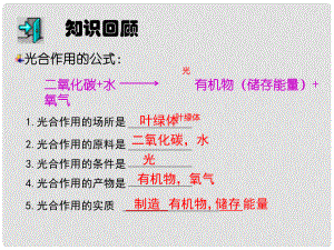 七年級生物上冊 第三單元 第五章 第二節(jié) 綠色植物的呼吸作用課件2 新人教版