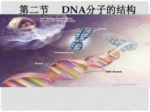 高中生物 DNA分子的结构优质课课件 新人教版必修2
