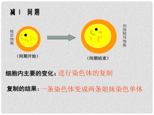 高一生物必修2 細(xì)胞減數(shù)分裂 課件