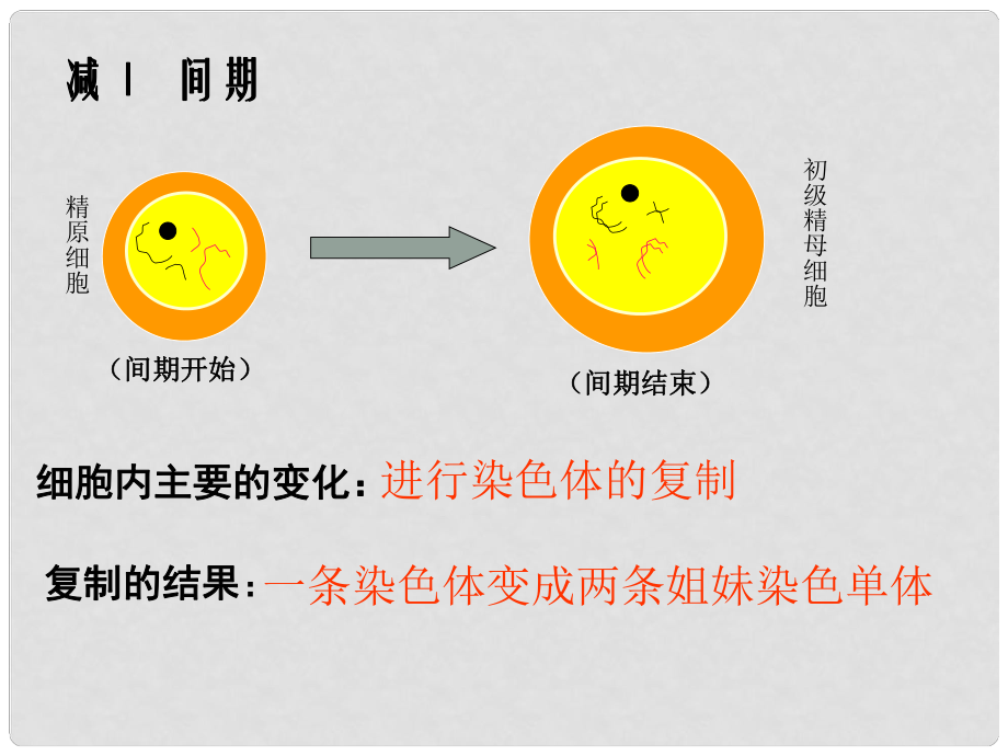 高一生物必修2 細(xì)胞減數(shù)分裂 課件_第1頁