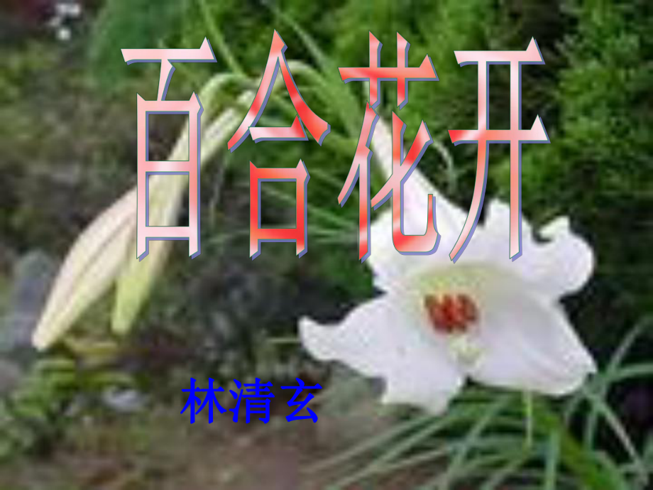 語文版語文九年級(jí)下冊(cè) 百合花ppt_第1頁