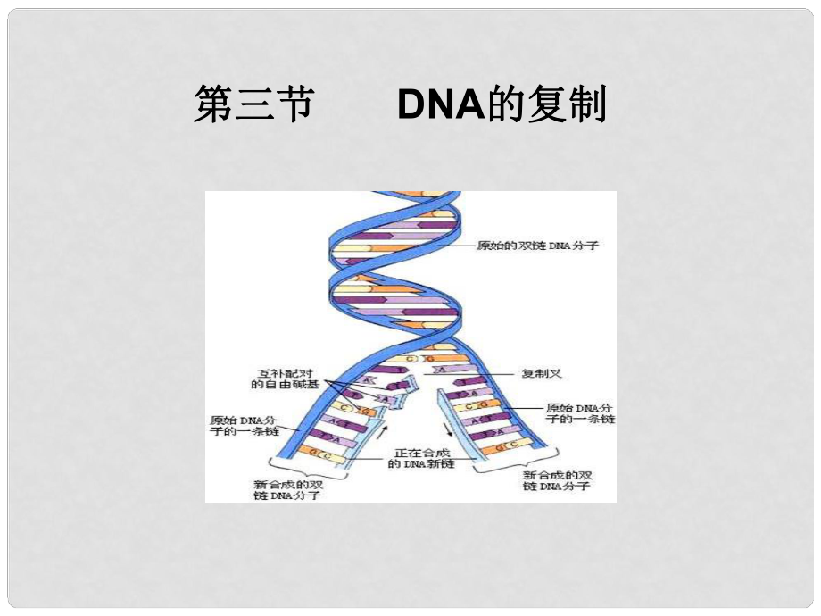 遼寧省撫順市新賓滿族自治縣高級(jí)中學(xué)高中生物《第3章 第3節(jié) DNA的復(fù)制》課件 新人教版必修2_第1頁(yè)