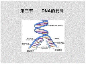 遼寧省撫順市新賓滿族自治縣高級中學高中生物《第3章 第3節(jié) DNA的復制》課件 新人教版必修2