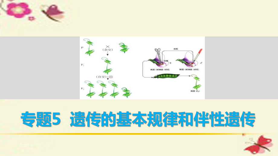 高考生物二輪復(fù)習(xí) 考前三個(gè)月 專題5 遺傳的基本規(guī)律和伴性遺傳 考點(diǎn)16 聚焦遺傳實(shí)驗(yàn)的設(shè)計(jì)與分析課件_第1頁(yè)