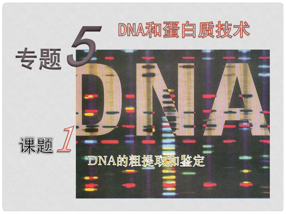 海南省文昌市高中生物《DNA的粗提取與鑒定》課件 新人教版選修1_第1頁