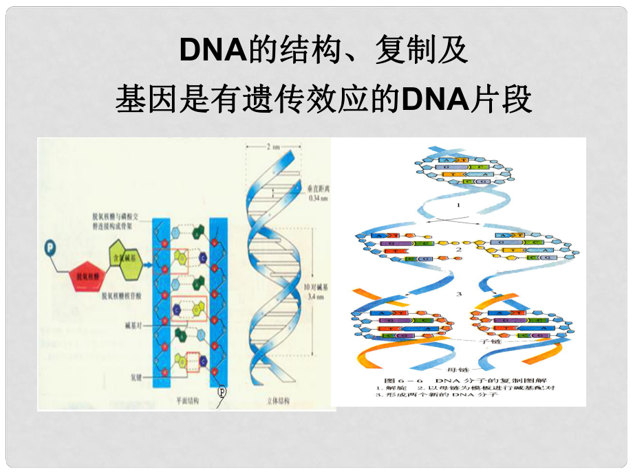 高考生物一輪復(fù)習(xí) 第六單元 第2講 DNA的結(jié)構(gòu) 復(fù)制及基因是有遺傳效應(yīng)的DNA片段課件_第1頁(yè)