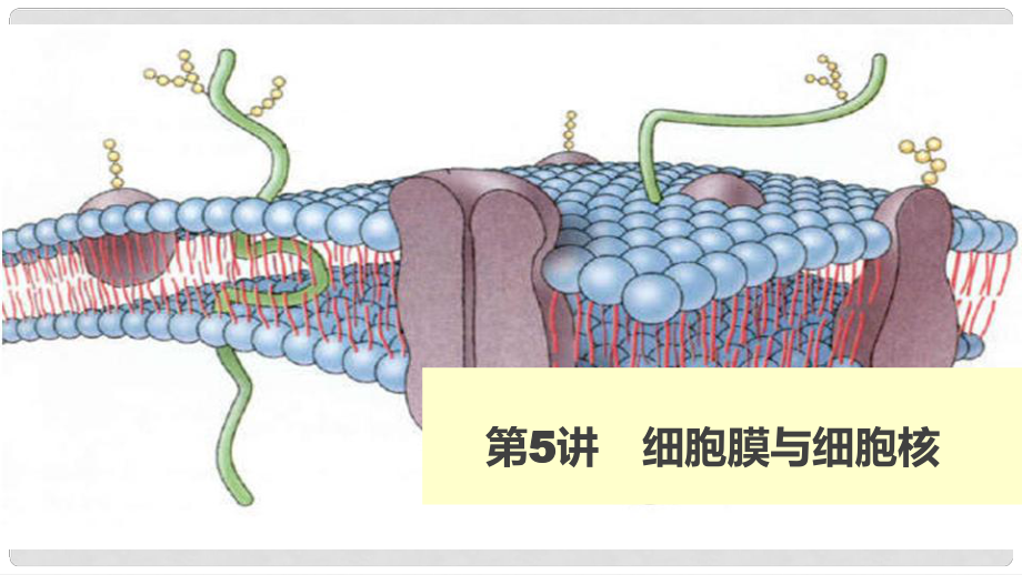 高考生物 細(xì)胞膜與細(xì)胞核課件 新人教版必修1_第1頁