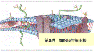 高考生物 細胞膜與細胞核課件 新人教版必修1