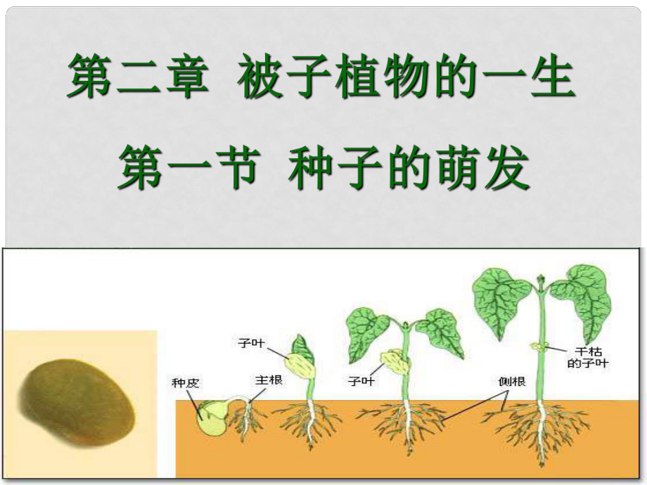 云南省元陽縣民族中學(xué)七年級生物上冊《第三單元 第二章 第一節(jié) 種子的萌發(fā)》課件 （新版）新人教版_第1頁