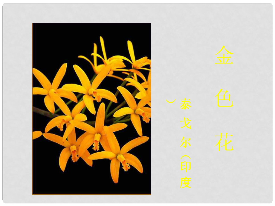 陜西省安康市寧陜縣城關(guān)初級(jí)中學(xué)七年級(jí)語(yǔ)文上冊(cè) 4《散文詩(shī)兩首》金色花課件 （新版）新人教版_第1頁(yè)