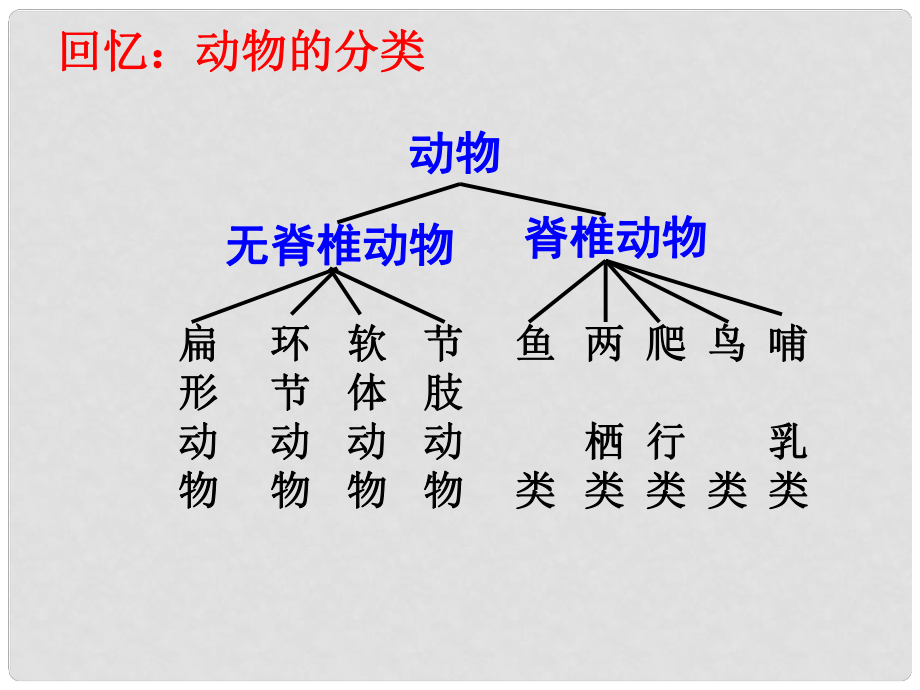 八年級(jí)生物上冊(cè) 第一章 第二節(jié) 從種到界課件 （新版）新人教版_第1頁(yè)