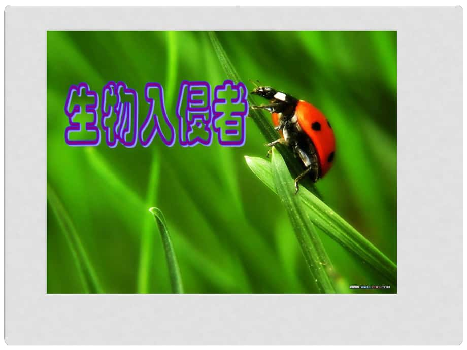 廣東省惠州市博羅縣楊僑中學(xué)八年級(jí)語(yǔ)文上冊(cè) 19 生物入侵者課件 新人教版_第1頁(yè)