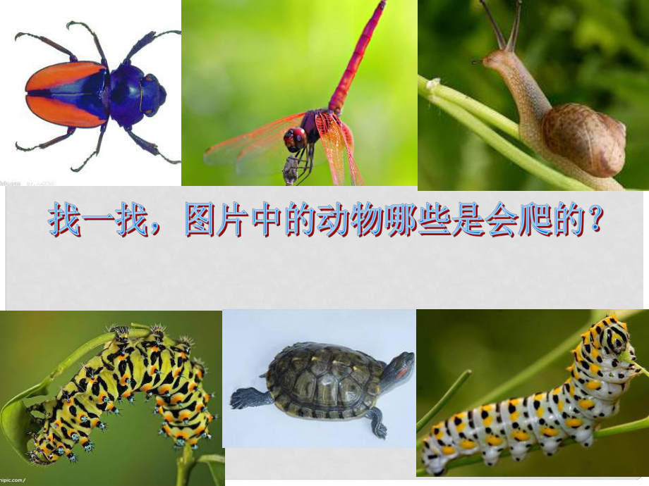 二年級(jí)美術(shù)下冊(cè) 第17課《會(huì)爬的玩具》課件4 人教版_第1頁