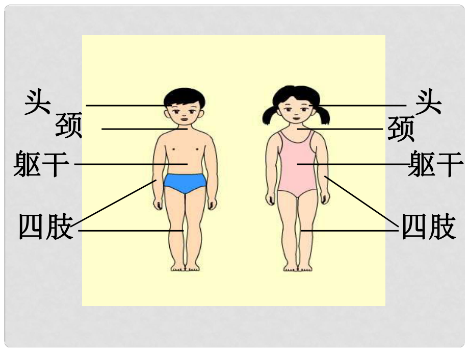 小學自然科學 外形特征 課件_第1頁