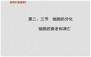 高中生物 第四章 第二、三節(jié) 細胞的分化 細胞的衰老和凋亡課件 浙科版必修1