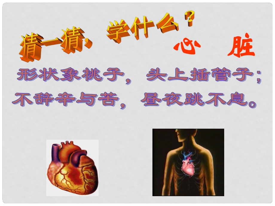 七年級(jí)生物下冊(cè) 第四單元 第四章 第三節(jié) 輸送血液的泵—心臟課件 （新版）新人教版_第1頁(yè)