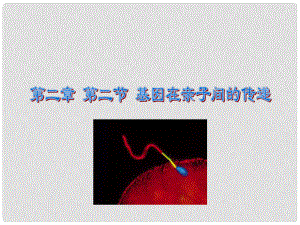 八年級生物下冊 第七單元 第二章 第2節(jié) 基因在親子間的傳遞課件 新人教版