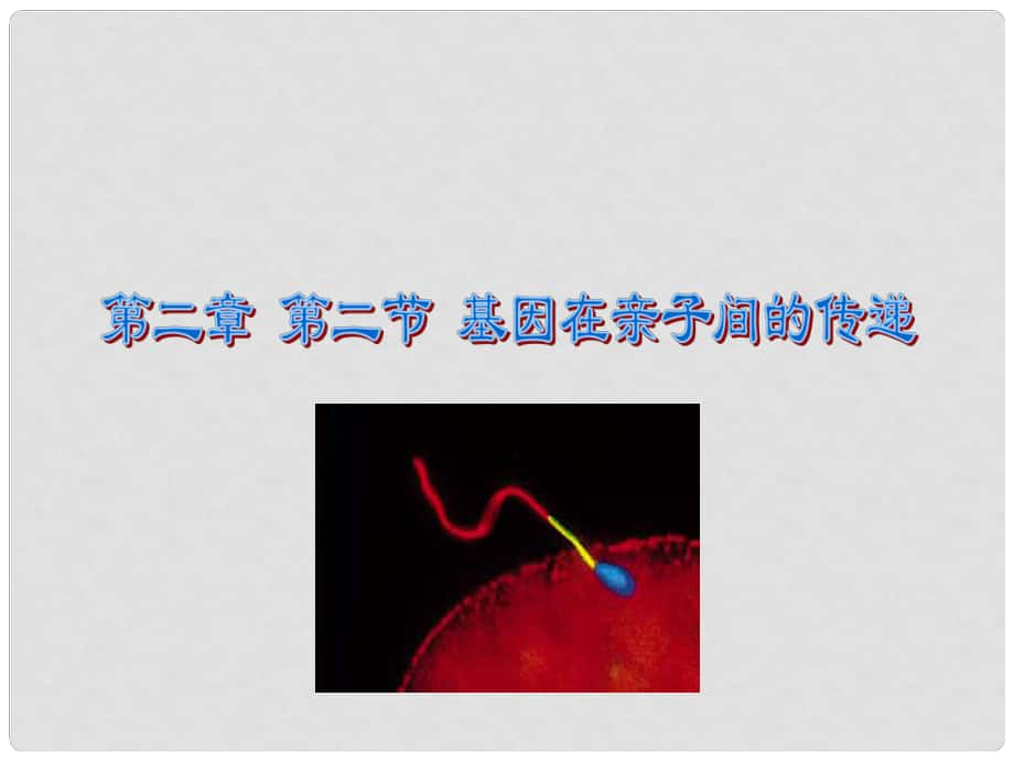 八年級生物下冊 第七單元 第二章 第2節(jié) 基因在親子間的傳遞課件 新人教版_第1頁