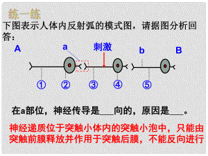 浙江省甌海區(qū)三溪中學高中生物 第二章 第2節(jié) 神經(jīng)系統(tǒng)的結(jié)構(gòu)和功能第3課時課件 浙科版必修3