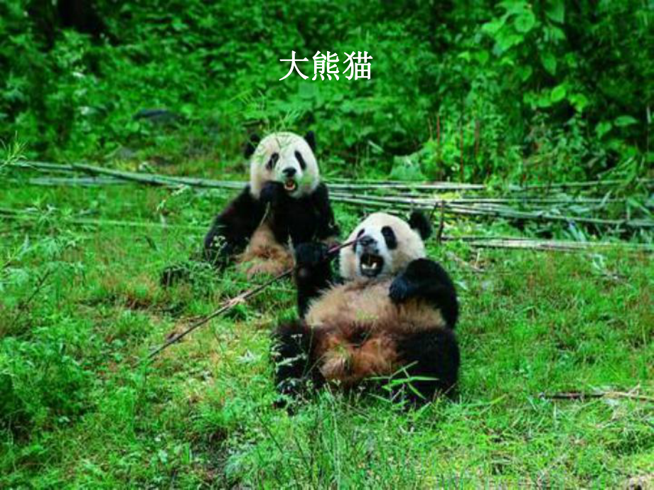 廣東省珠海市第九中學八年級生物上冊 第17章 第2節(jié) 我國的動物資源及保護課件1 北師大版_第1頁