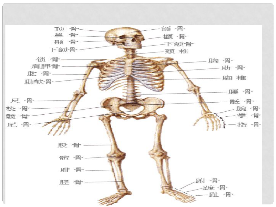 廣東省珠海市第九中學(xué)八年級生物上冊 骨連結(jié)課件 北師大版_第1頁