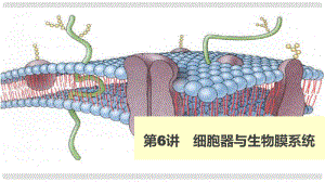 高考生物 細(xì)胞器與生物膜系統(tǒng)課件 新人教版必修1