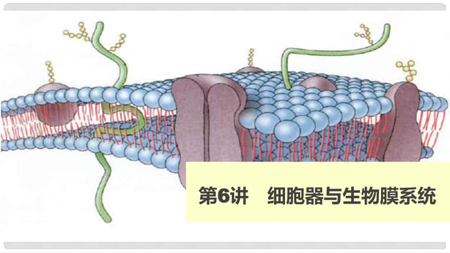 高考生物 細(xì)胞器與生物膜系統(tǒng)課件 新人教版必修1_第1頁(yè)