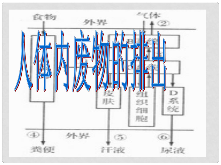 廣東省中山市紀(jì)中三鑫雙語(yǔ)學(xué)校七年級(jí)生物下冊(cè) 第五章 人體內(nèi)廢物的排出課件 新人教版_第1頁(yè)