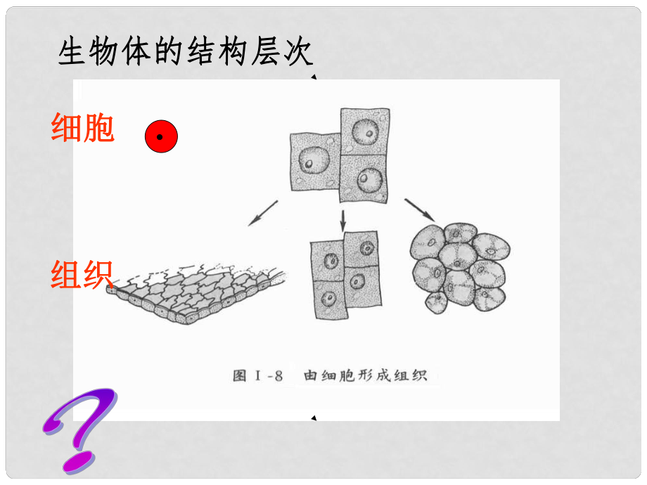 七年級生物上冊 第四章 第二節(jié) 生物體的器官、系統(tǒng)課件 北師大版_第1頁