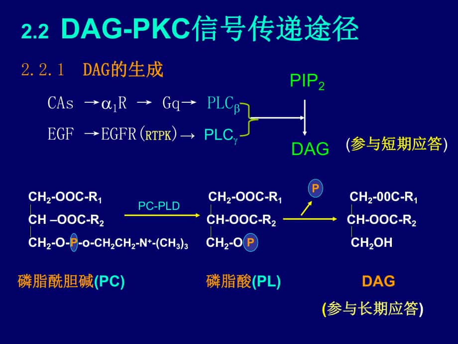生物化学DAGPKC信号传递途径_第1页