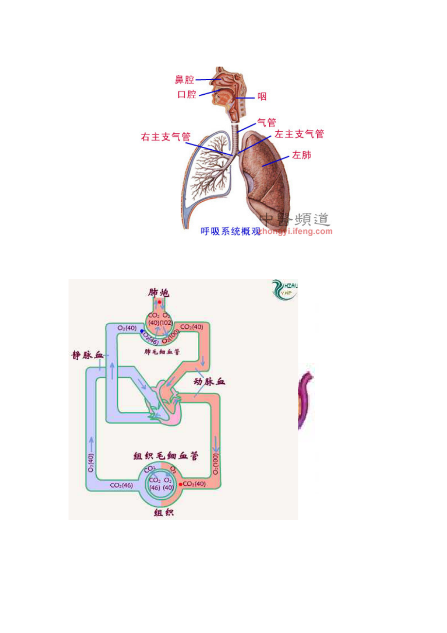 肺内气体交换示意图图片